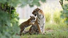 A tiger and cub at Yorkshire Wildlife Park