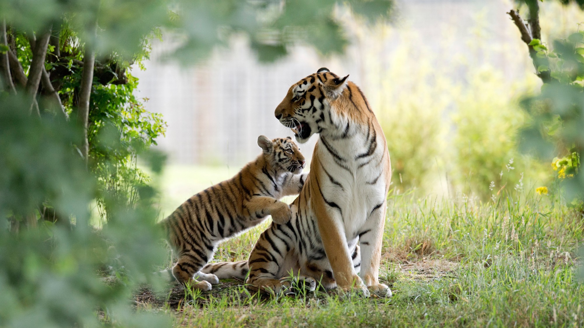 A tiger and cub at Yorkshire Wildlife Park