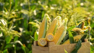 ears of corn in a box, field in background