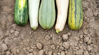 five zucchini laying on dirt outside