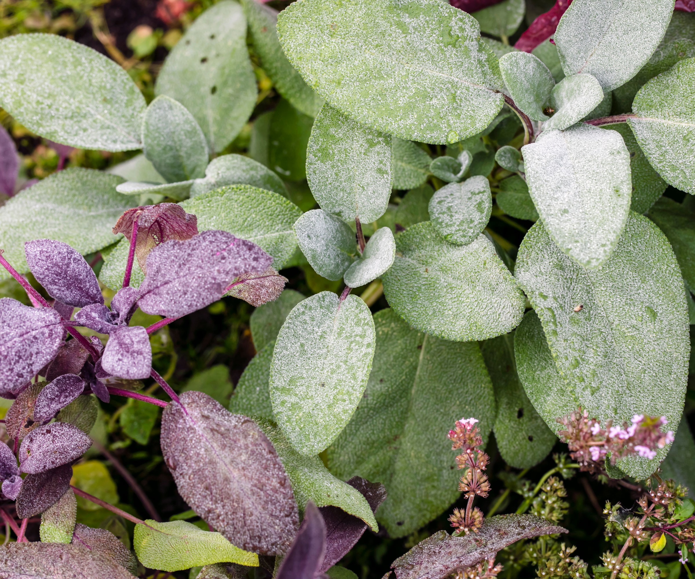 green and purple sage growing in garden
