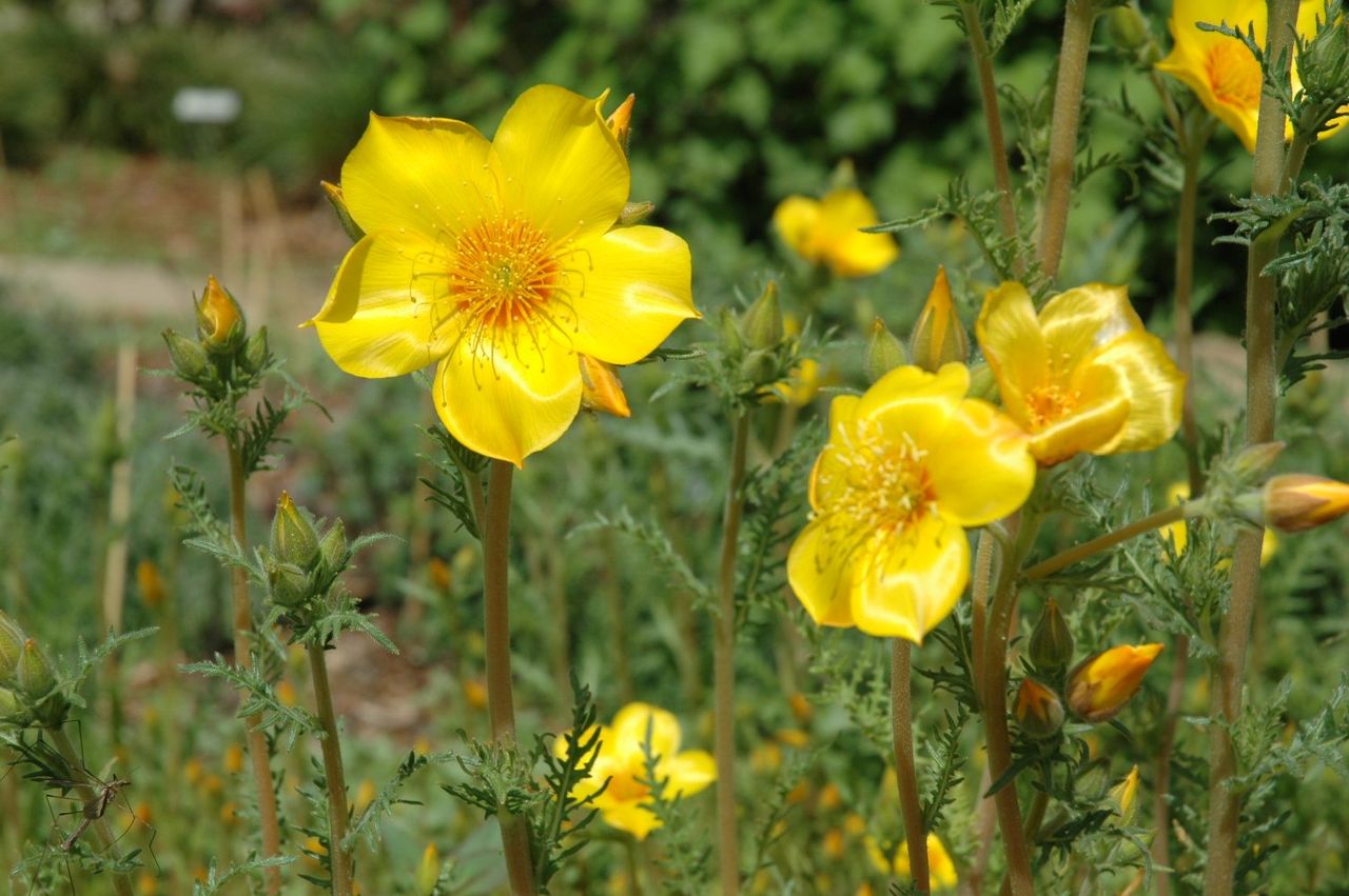 Yellow Mentzelia Plants