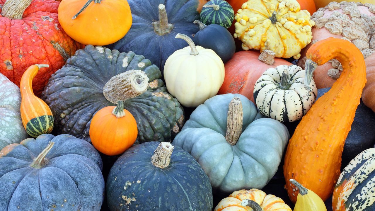 squash varieties Muscat de Provence, Queensland Blue and Puccini at harvest