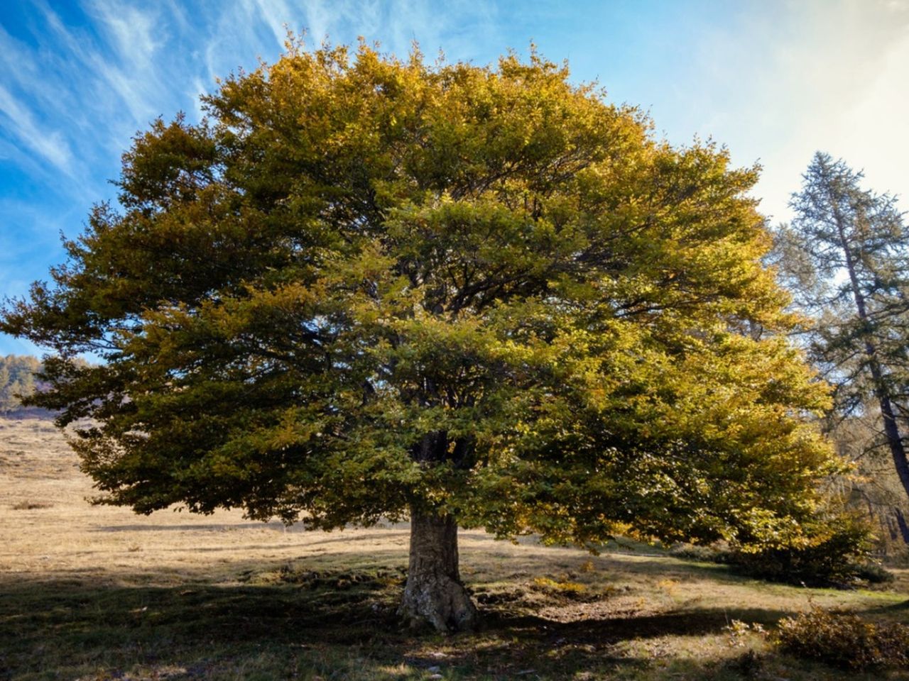 Large Elm Tree In The Landscape