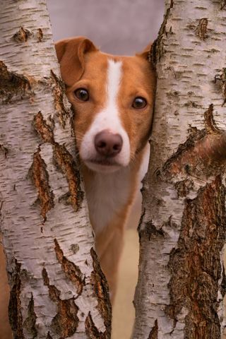 A brown and white dog peeking through the gap in a birch tree