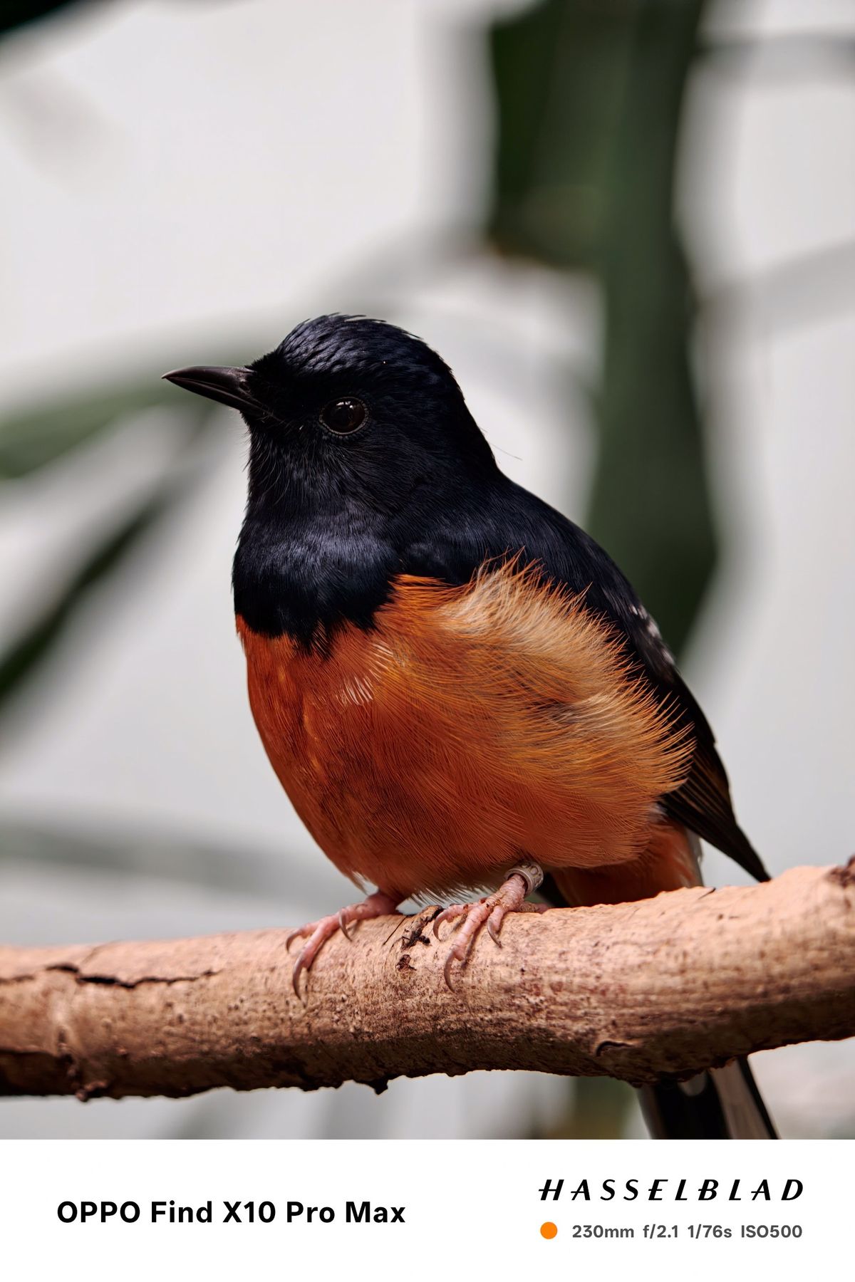 Small black and orange bird perched on a pale wooden branch.