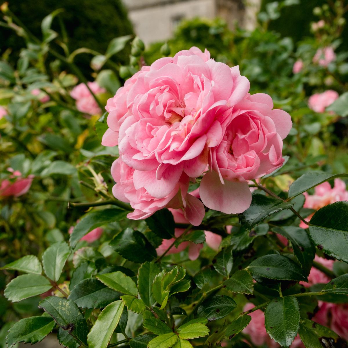 When to plant roses – the best times for beautiful blooms | Ideal Home