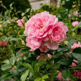 A pink rose plant growing in the garden