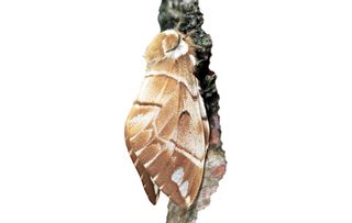 guide to identifying british moths