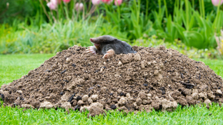 Mole poking head out of a mud bump in the lawn