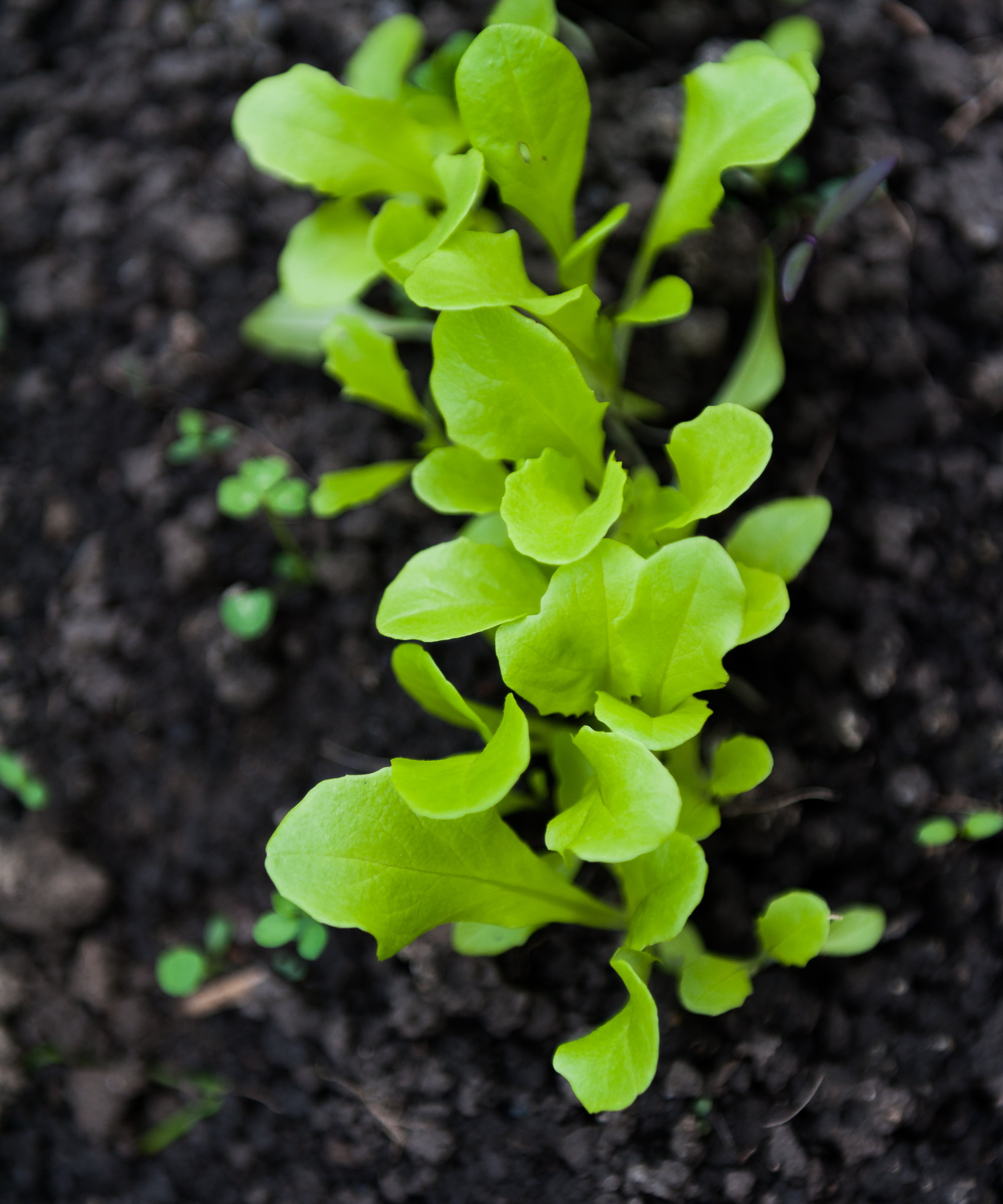 Lettuce seedlings in a vegetable garden