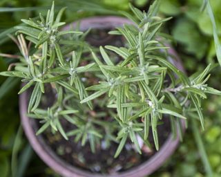 Rosemary plant growing in pot