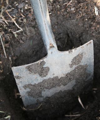 digging a hole before planting a forsythia shrub