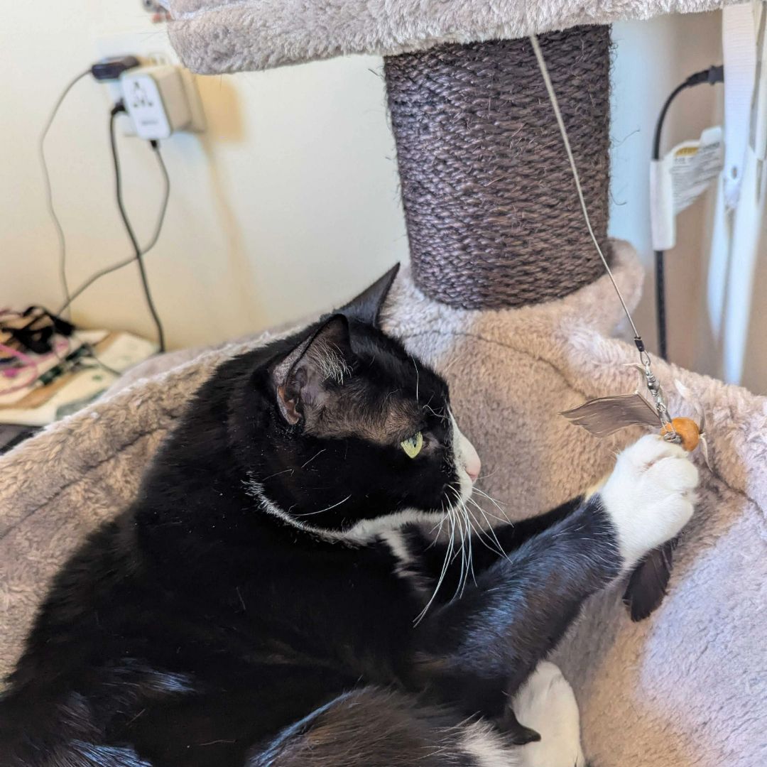 Alisa's cat pawing the Go Cat Da Purr Peller Cat Toy, one of the best interactive cat toys