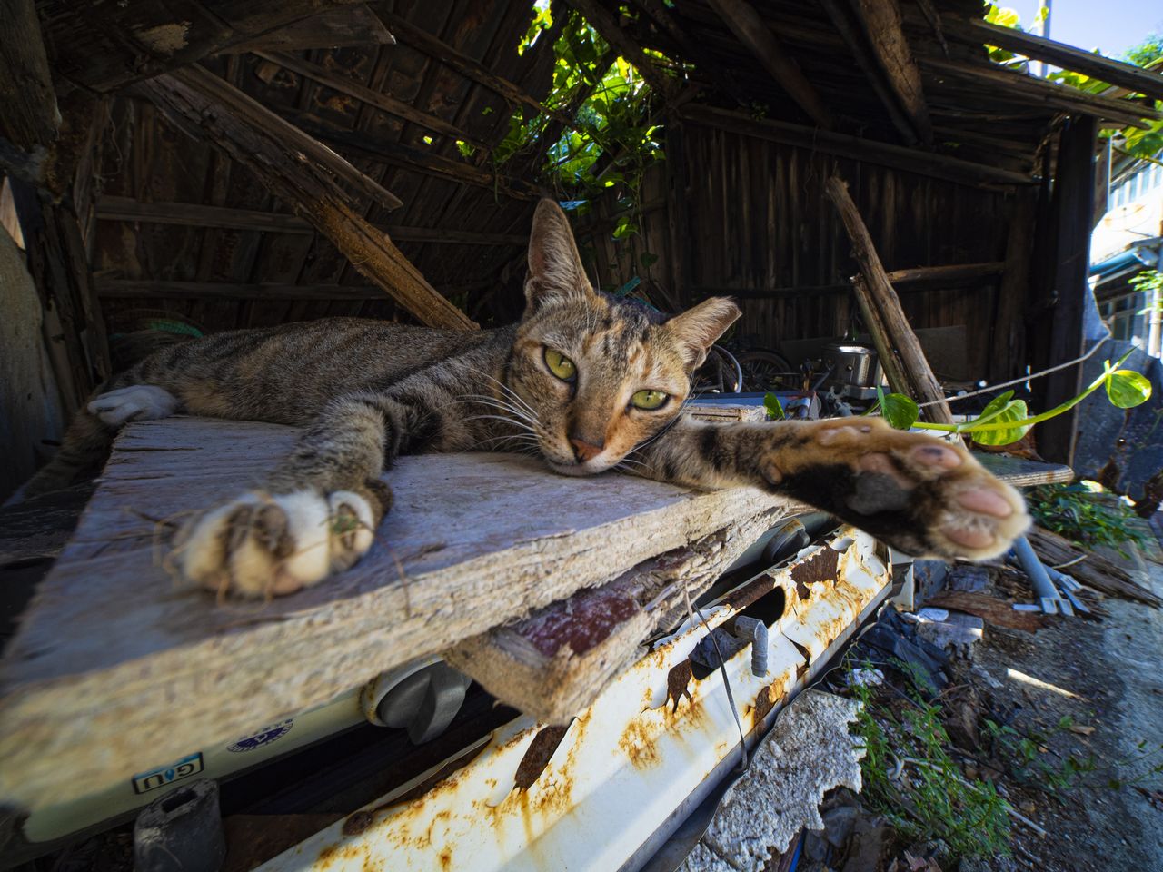 Laowa 6mm f/2 Zero-D MFT sample image