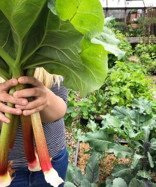 rhubarb stems picked from a vegetable garden