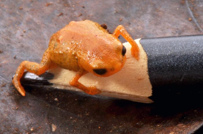 A photo of the newly described pumpkin toadlet Brachycephalus lulai on the end of a pencil.