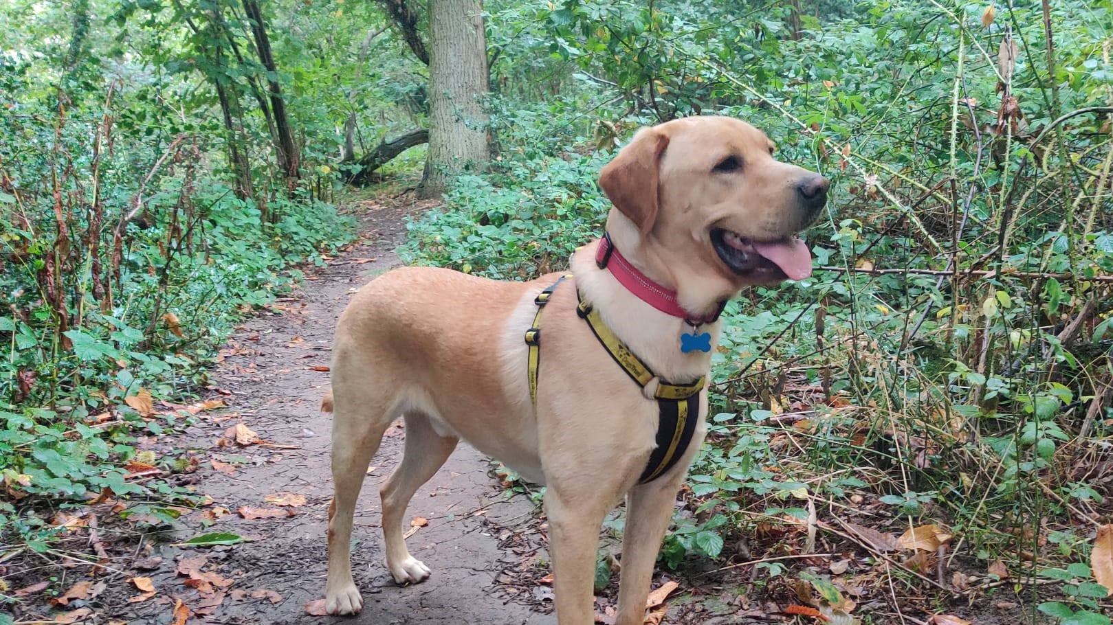 yellow labrador in the forest