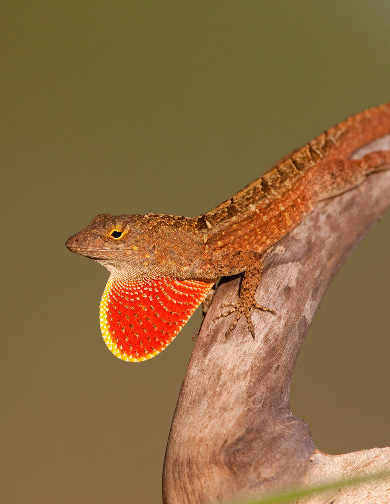 experimental islands lacked lizards