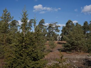 Distant structure in woodland