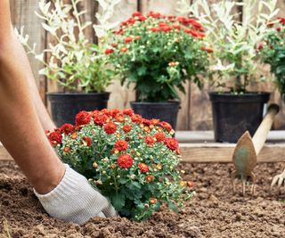 Gardener plants mum in soil