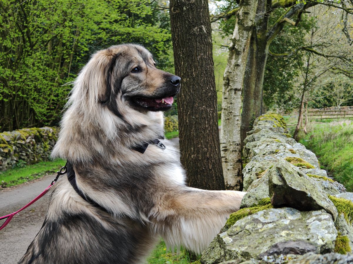 Dog standing up with its paws pressed against a wall