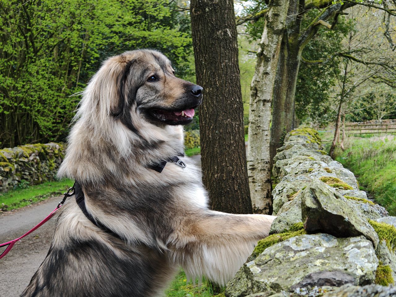 Dog standing up with its paws pressed against a wall