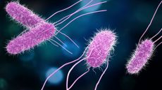 An illustration of Salmonella bacteria.