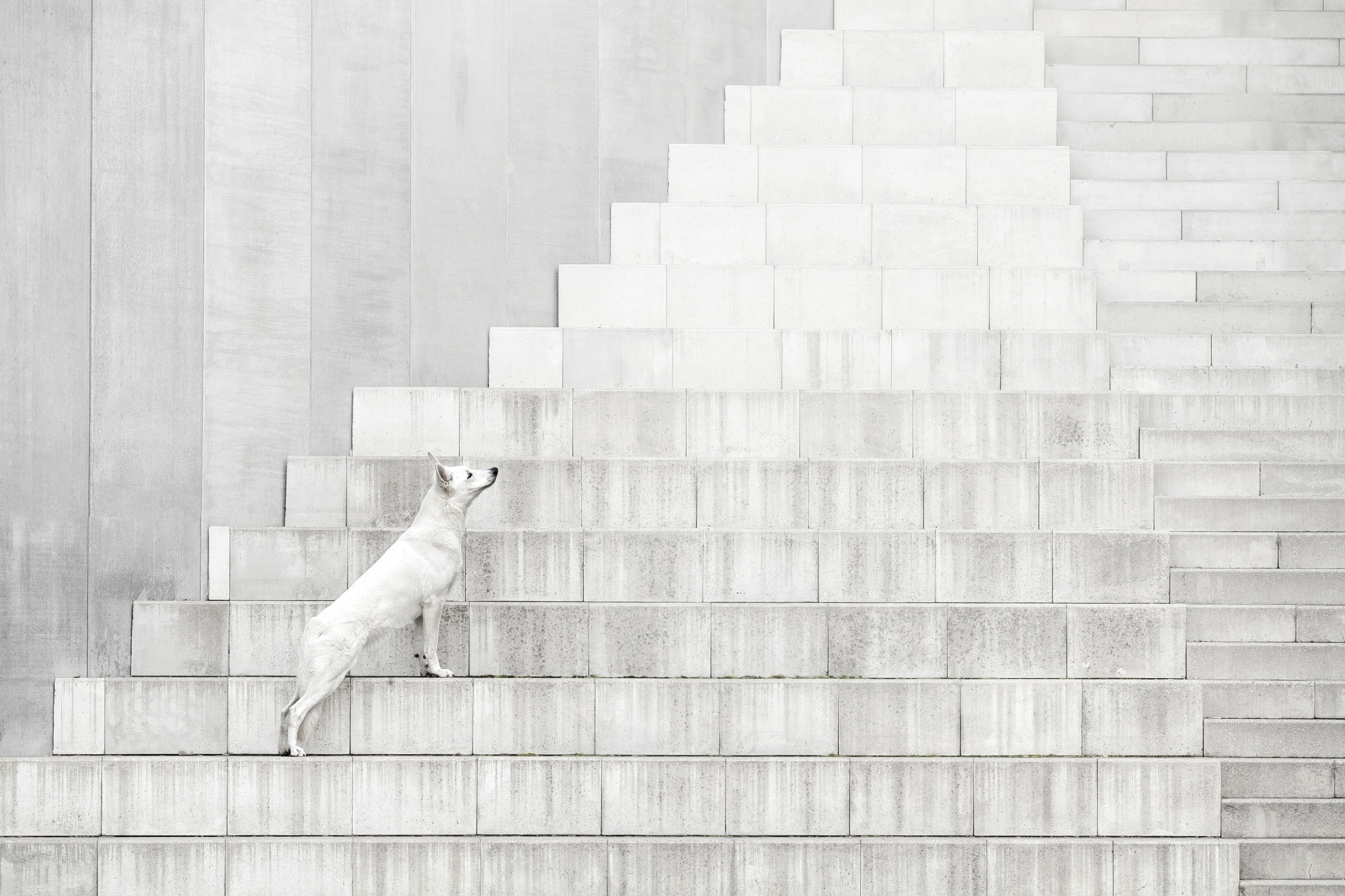 A white dog stands on a series of light grey concrete stairs, gazing upward against a minimalistic backdrop