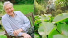 david attenborough in his garden