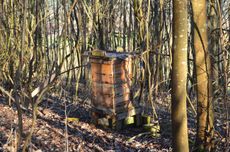 Beehives at Denbies Wine Estate