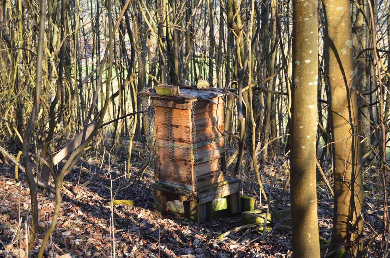 Beehives at Denbies Wine Estate