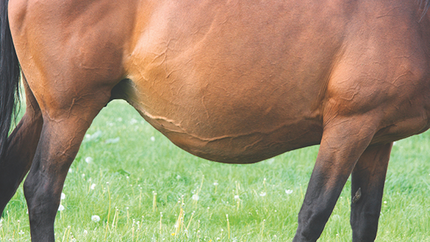 pregnant mare