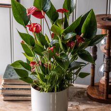 red anthurium in grey pot on wood table with antique books and sand timer 