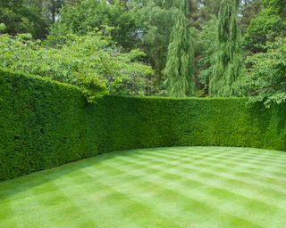 criss-cross mowing pattern on lawn with hedge