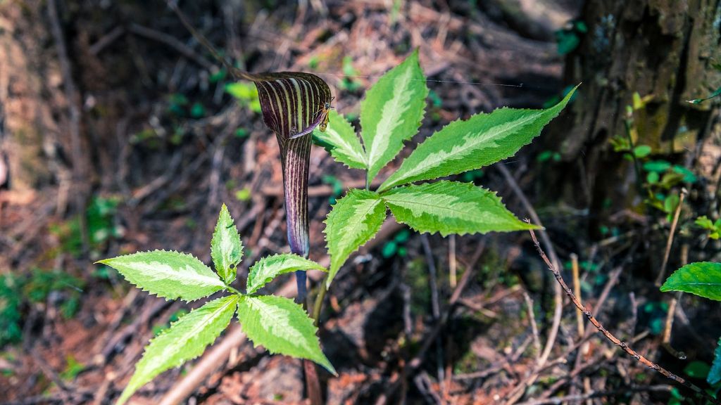 detail focus of jack in the pulpit growing in wooded area 