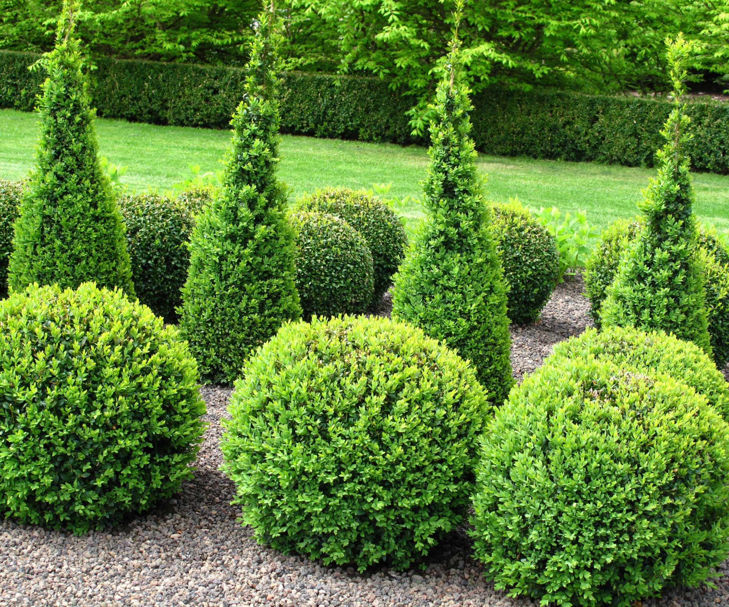 multiple boxwood shrubs trimmed into topiary balls in garden