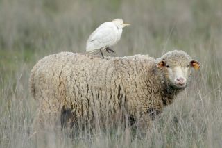 Cattle Egret