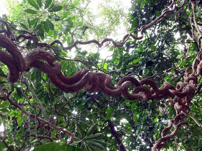 Curly Tree Branch Vines