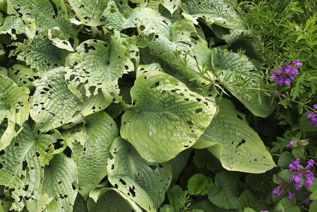 Holes In Hosta Leaves