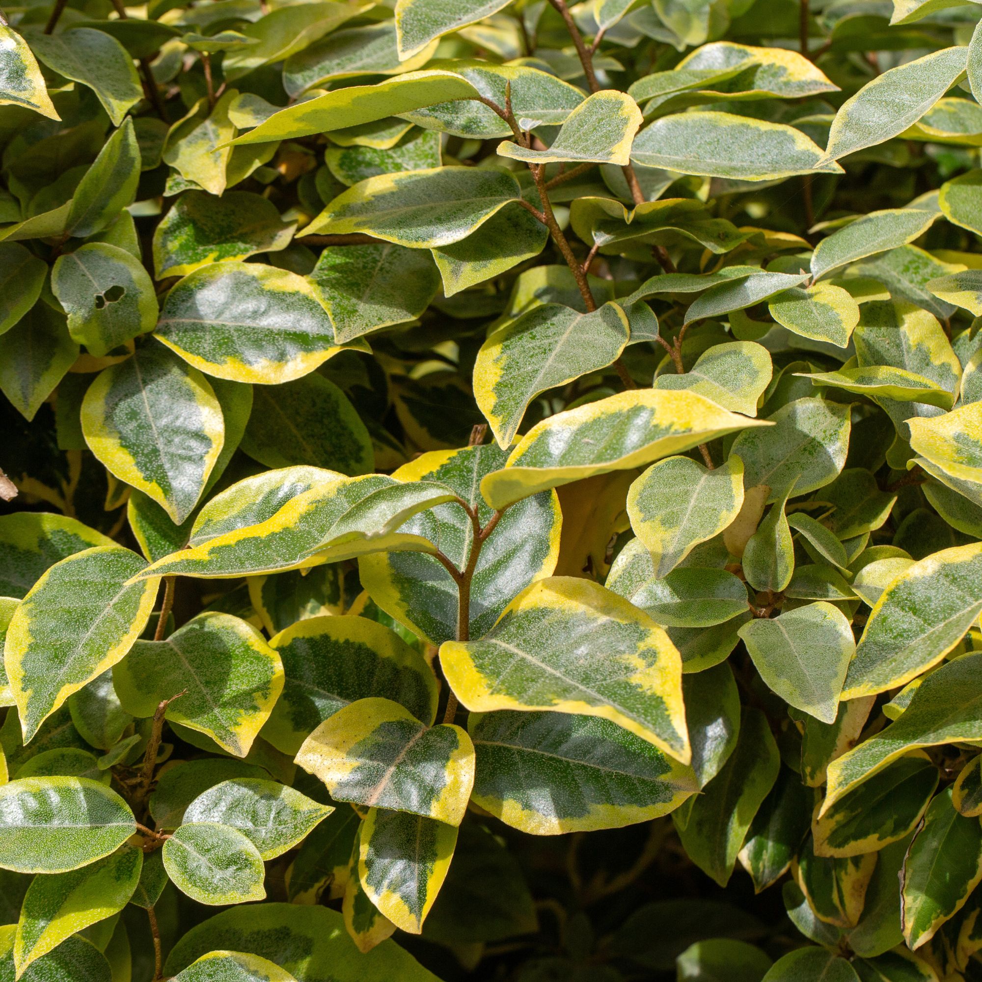 Elaeagnus fragrant shrub