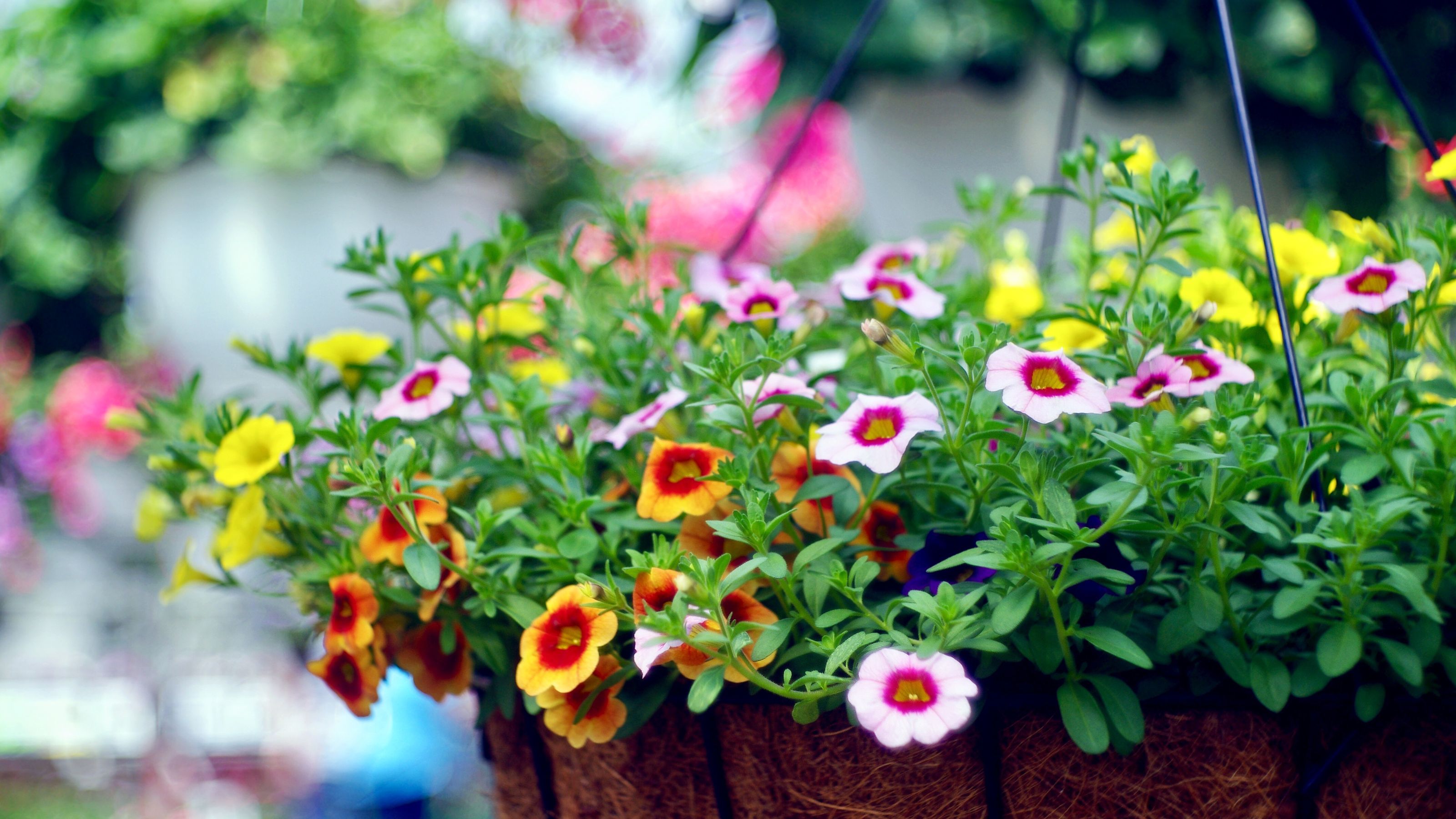 Hanging basket with petunias