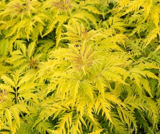 plants for wet soil Sambucus racemosa ‘Sutherland Gold’ growing in shade