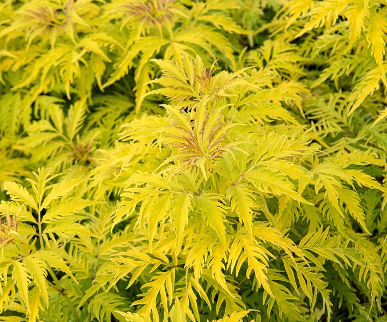 Plants for wet soil 16 varieties for damp places Homes & Gardens