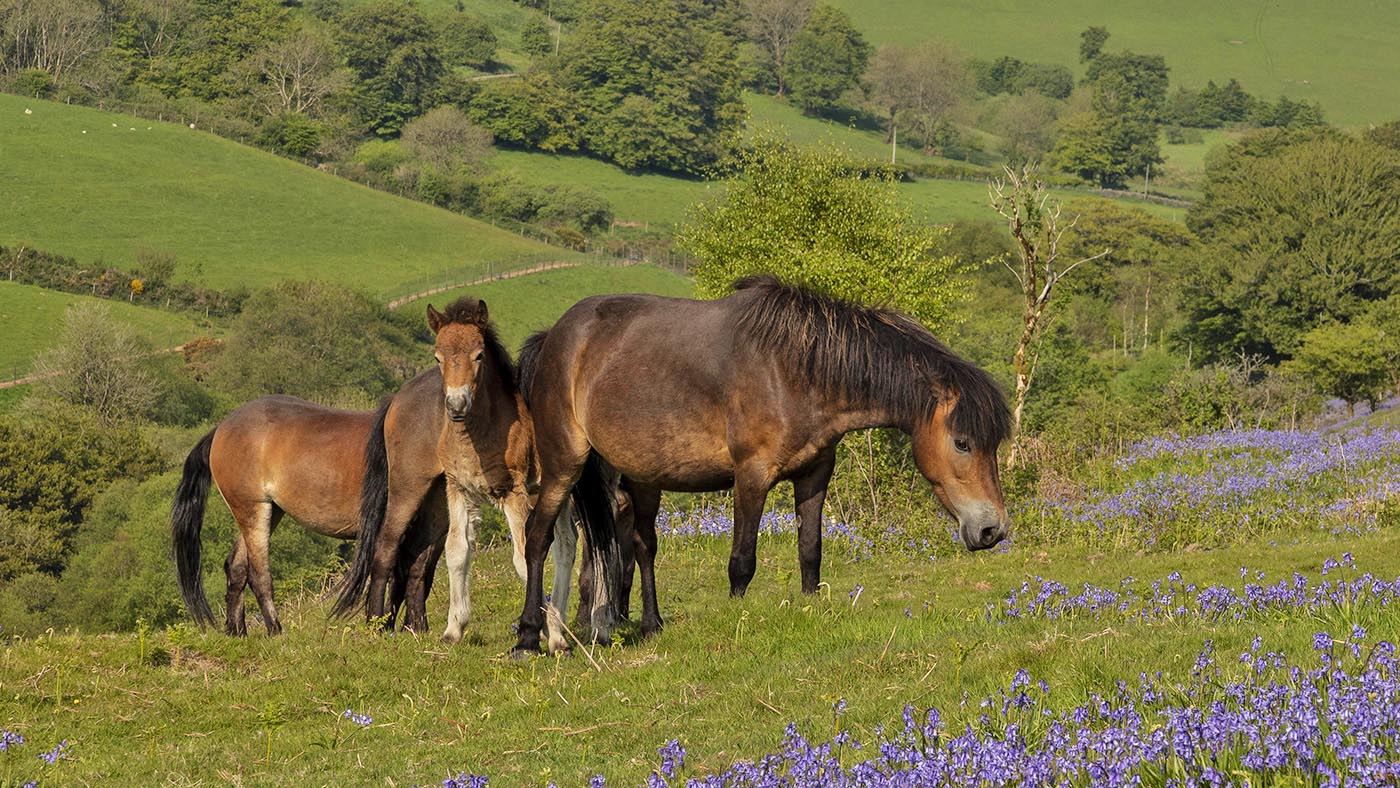 Exmoor ponies are one of the UK's oldest horse breeds