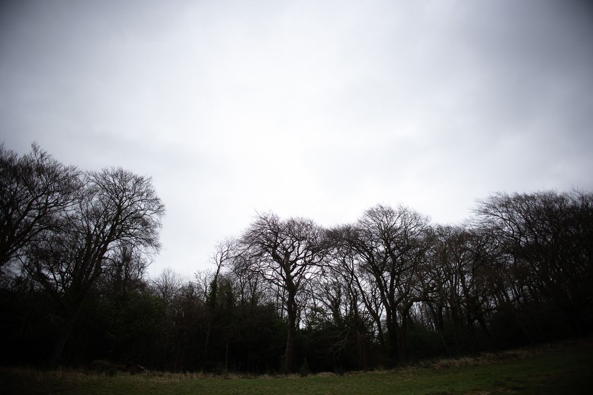A row of trees under sky
