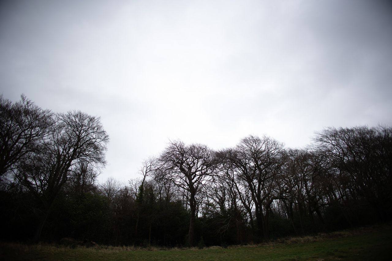 A row of trees under sky