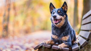 Australian Cattle dog