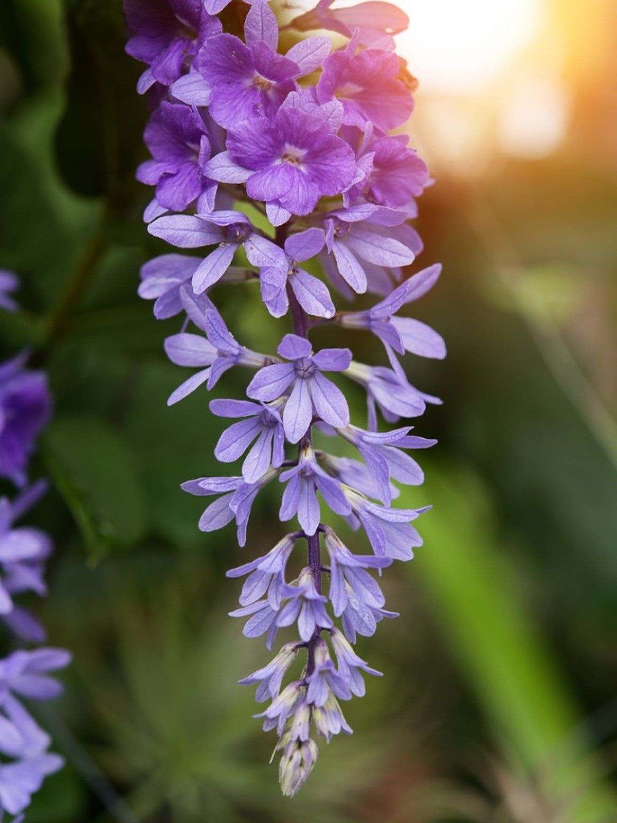 Purple Flowering Queen&amp;#39;s Wreath Plants