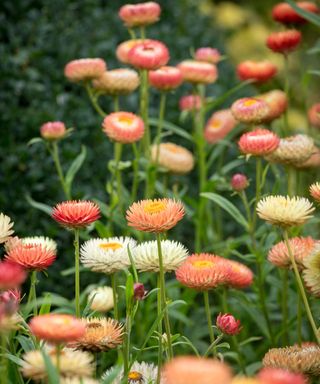 Xerochrysum bracteatum 'Salmon Rose' recommended for sowing in April by Sarah Raven